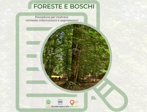 Foreste e boschi: procedura per inoltrare richieste, osservazioni, segnalazioni