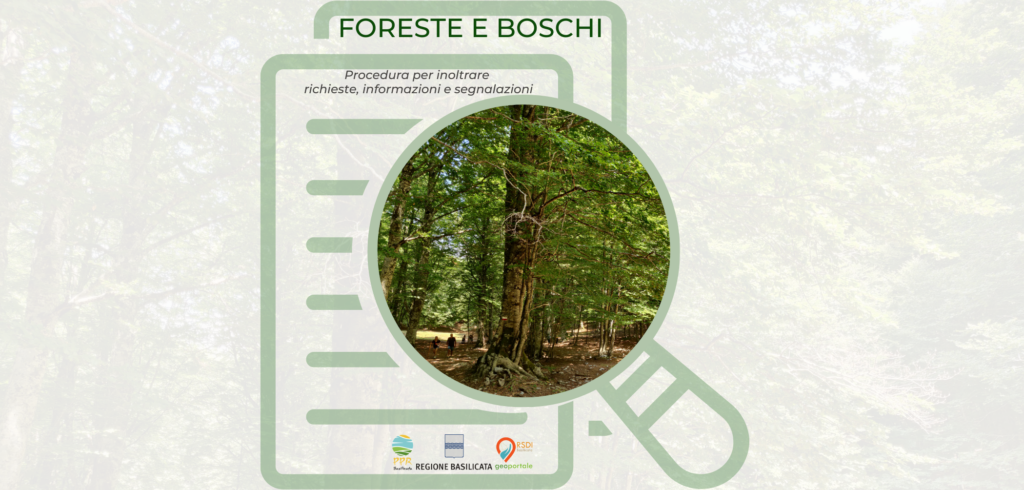 Foreste e boschi: procedura per inoltrare richieste, osservazioni, segnalazioni